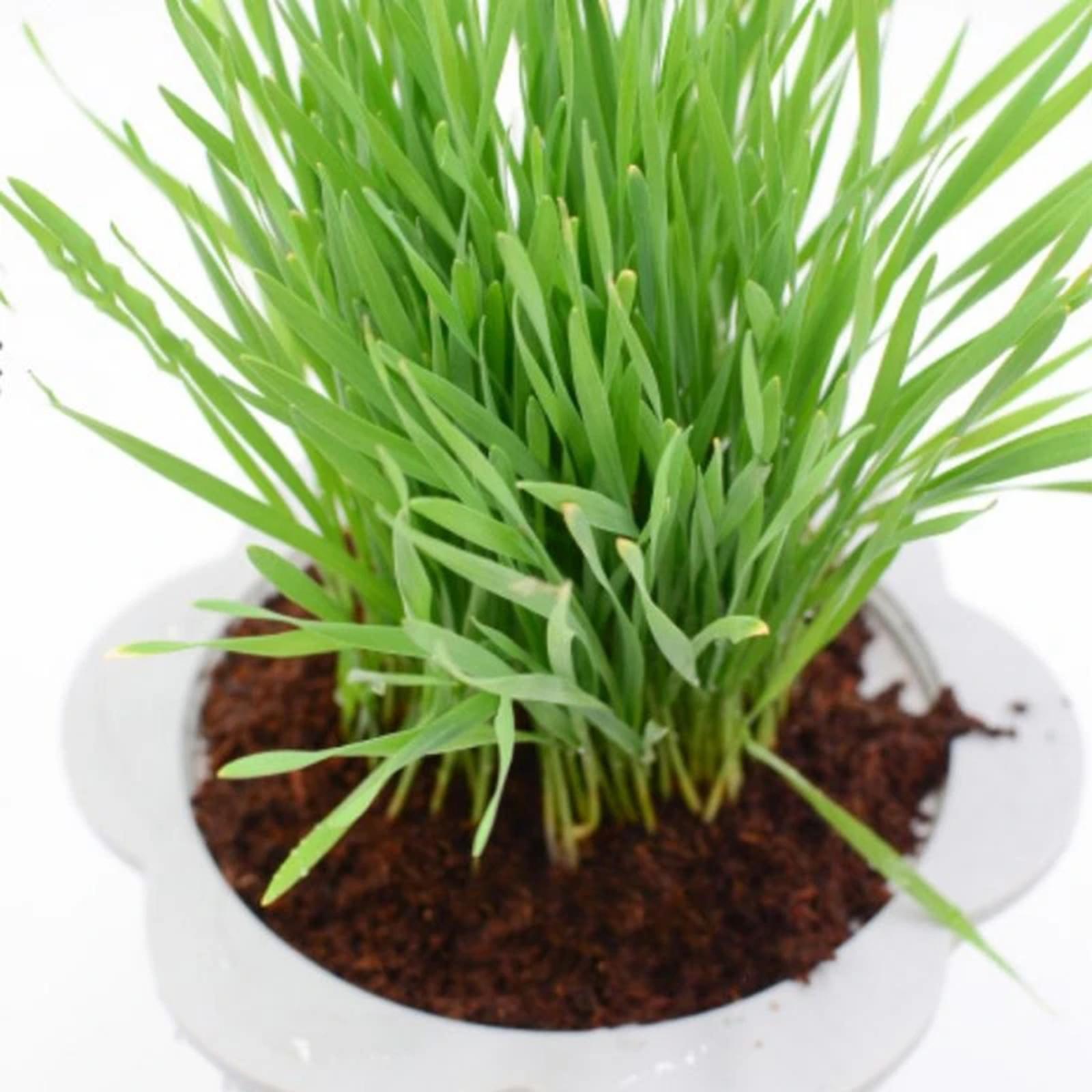 Substrate Coconut Fiber - Kokosvezel kokosblok, gecomprimeerd aardeblok, groeisubstraat voor