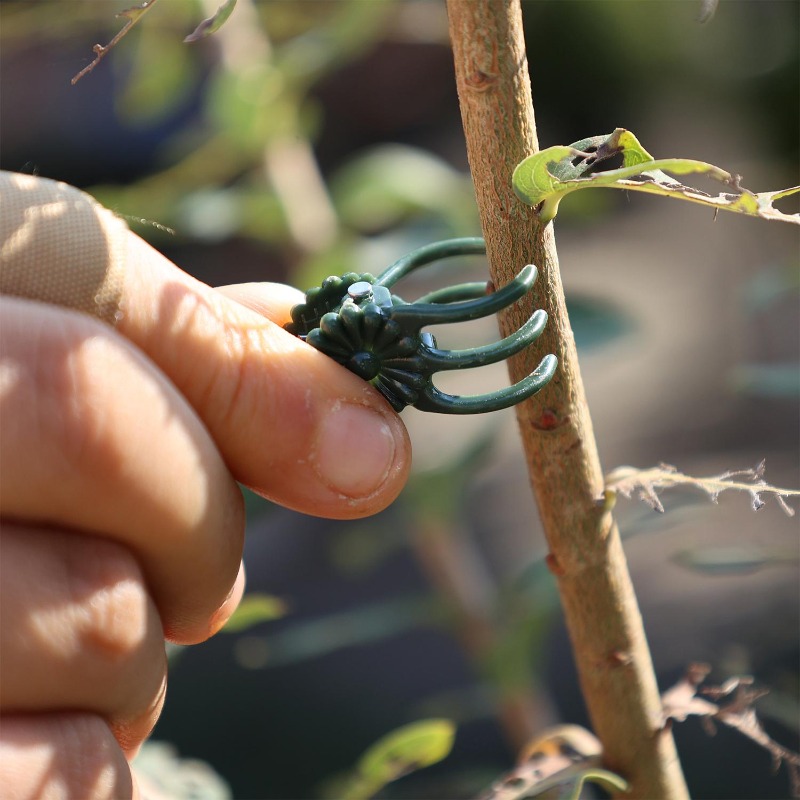 Groothandel Mini Plantensteunc - Vine Climbing Plastic recensie en prijs