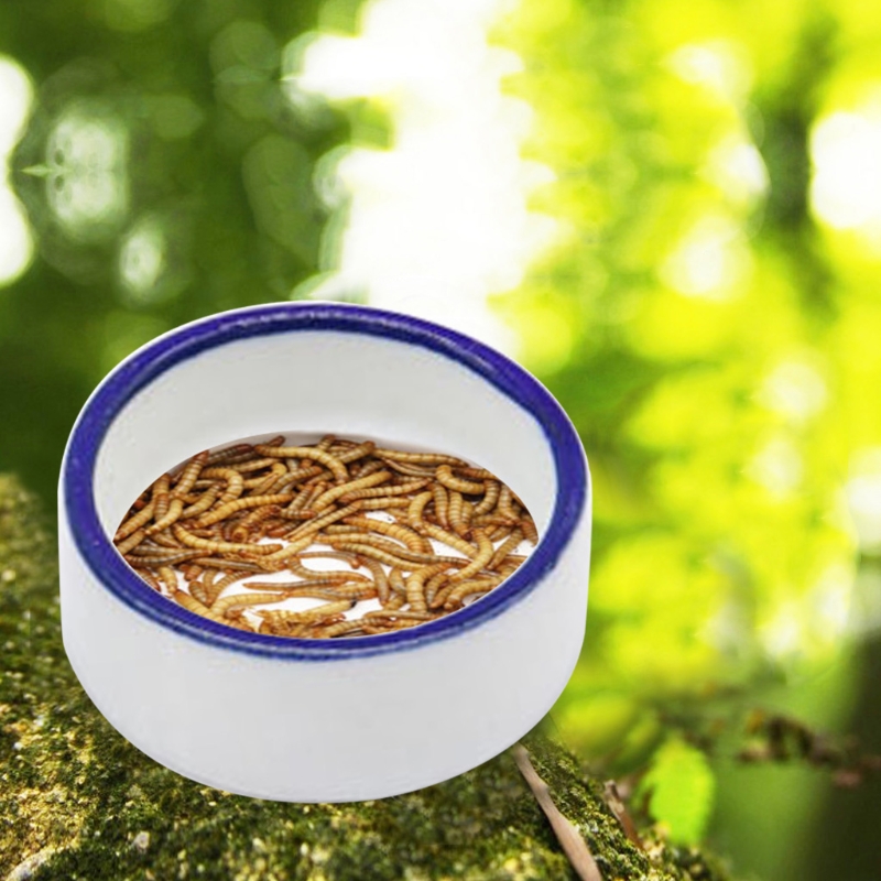 Reptielkom Spider Water Schote - Water Dish Reptile recensie en prijs